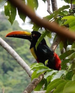 Toucan, Costa Rica Toucan, Costa Rica